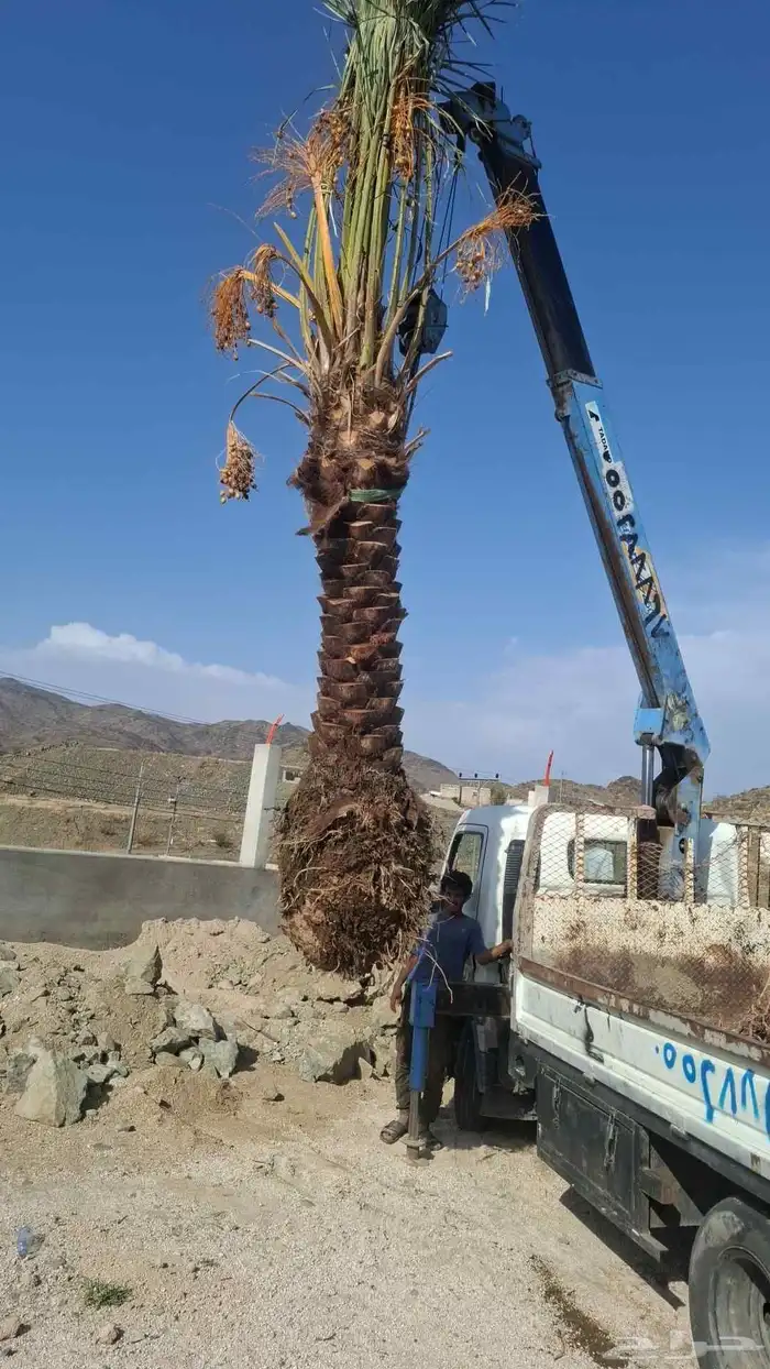 نخيل للبيع من جميع الانواع صقعي مجدور برحي سكري واثان 4