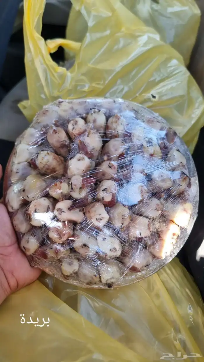 طيور شحم وحجم مشروطه 0