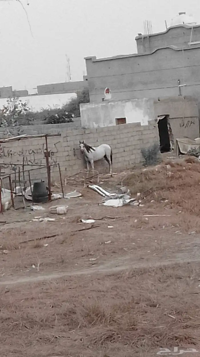 فرس شعبيه 0