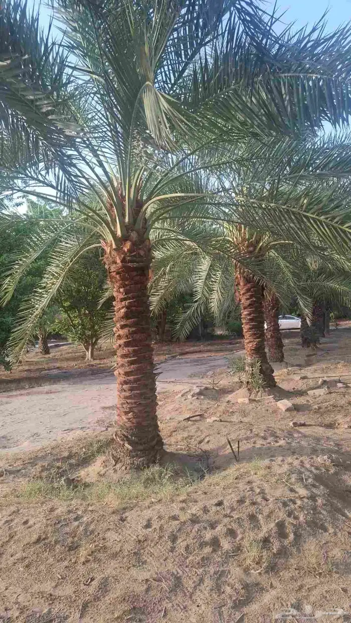 نخيل للبيع من جميع الانواع صقعي مجدور برحي سكري واثان 7