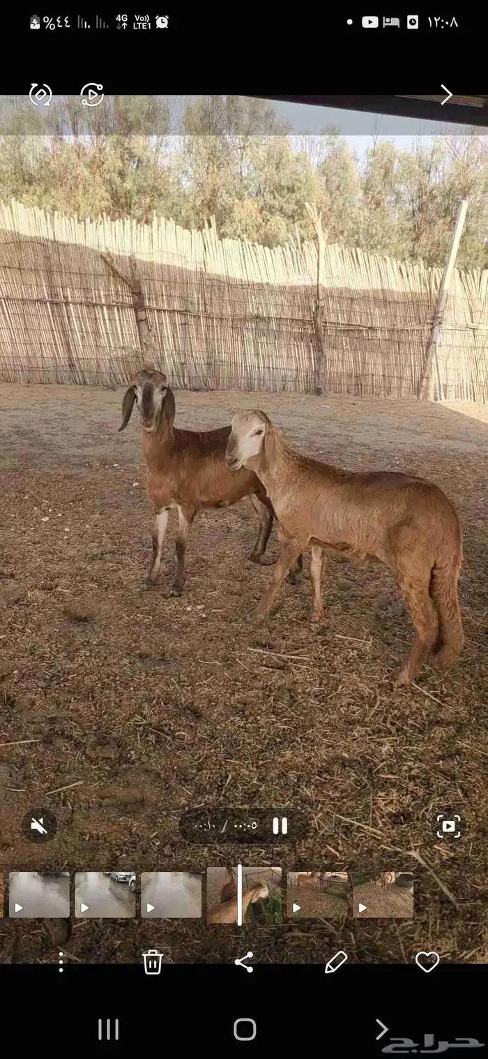 رخال سواكن للبيع 1
