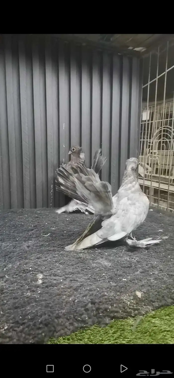 طبه كرنقو 1