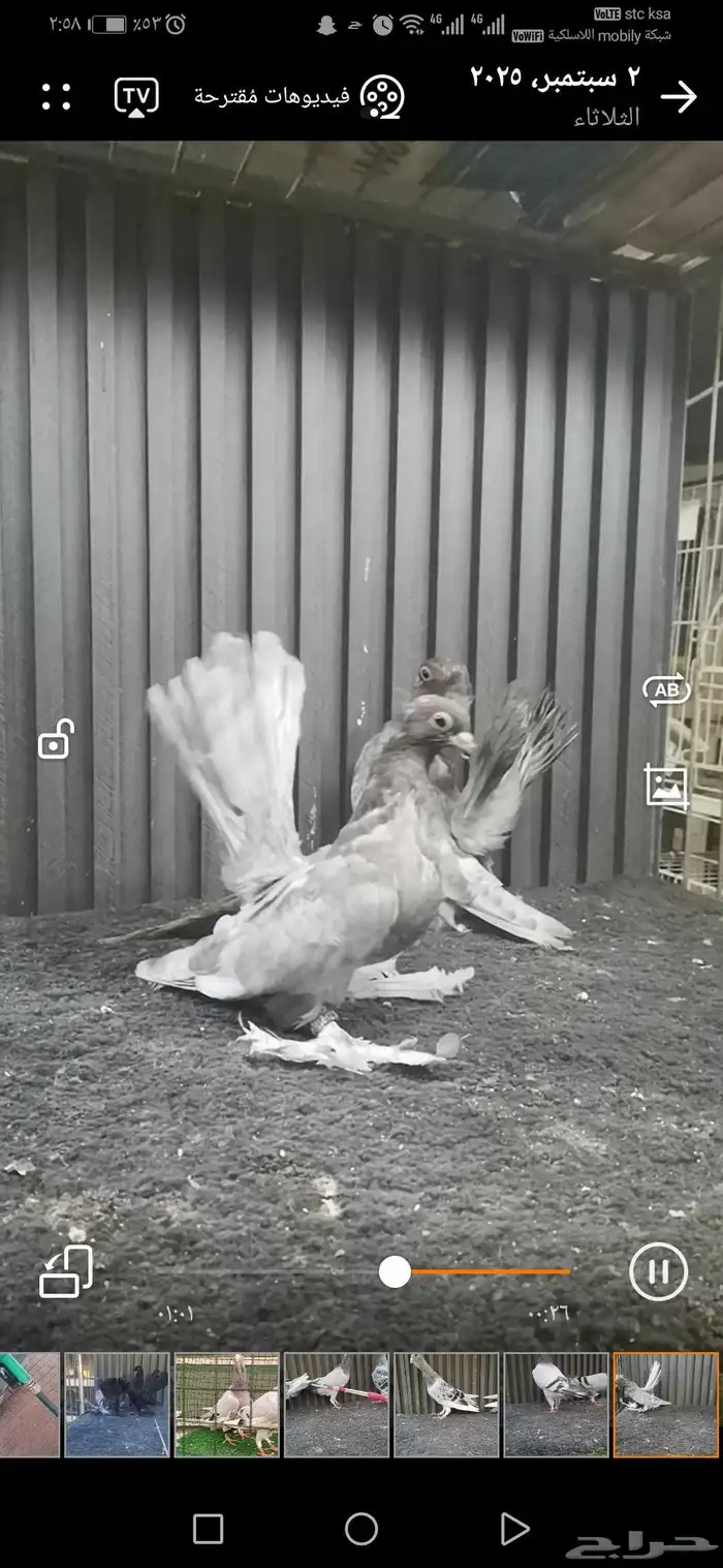 طبه كرنقو 6