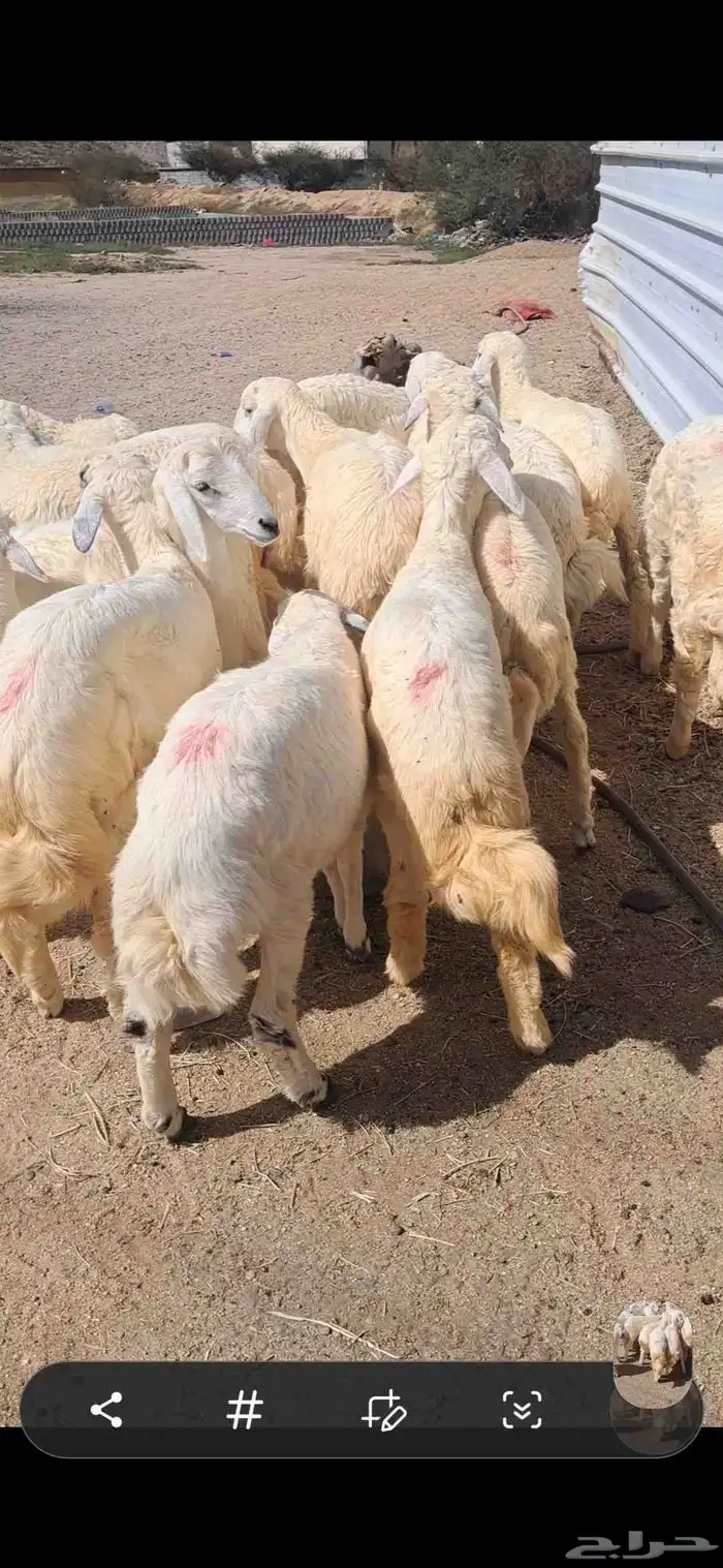 للبيع طليان نضاف وشحم 4