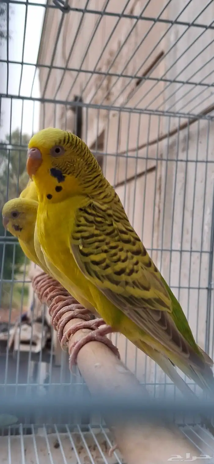اجواز حب طفرات عيون حمر منتجه 0
