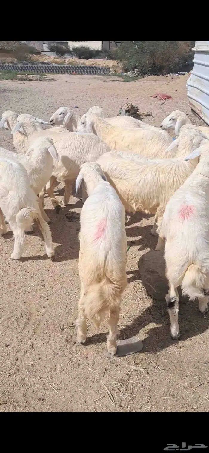 للبيع طليان نضاف وشحم 1