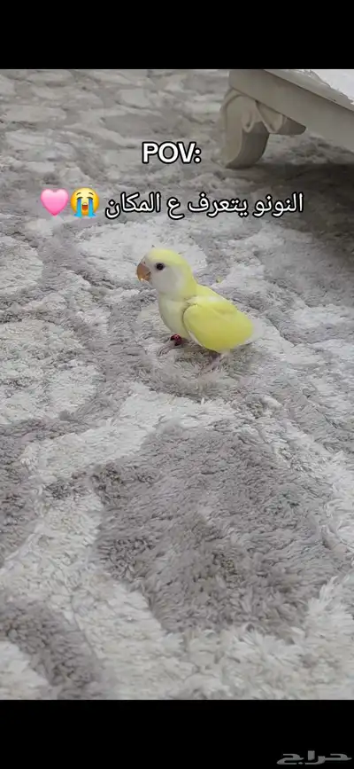 فرخ روز index