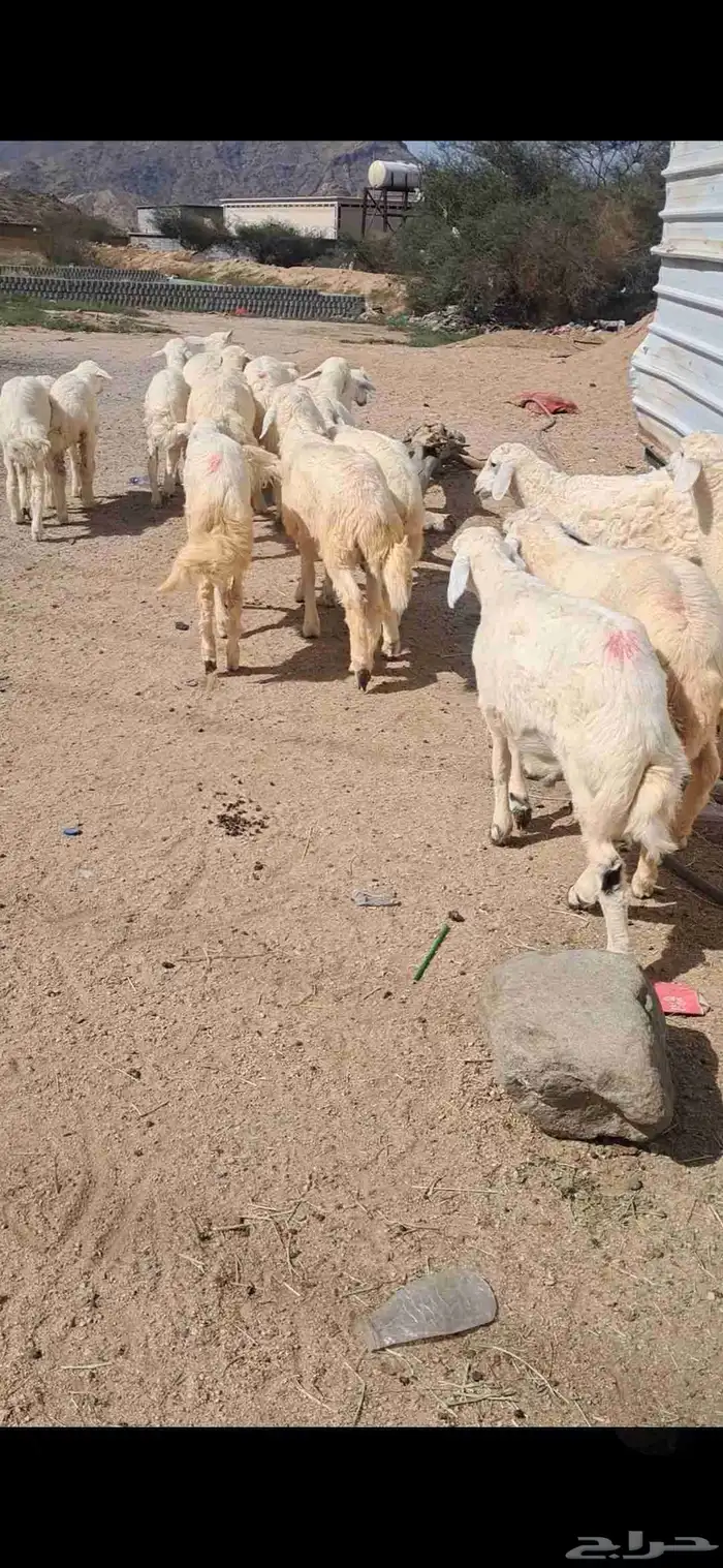 للبيع طليان نضاف وشحم 2