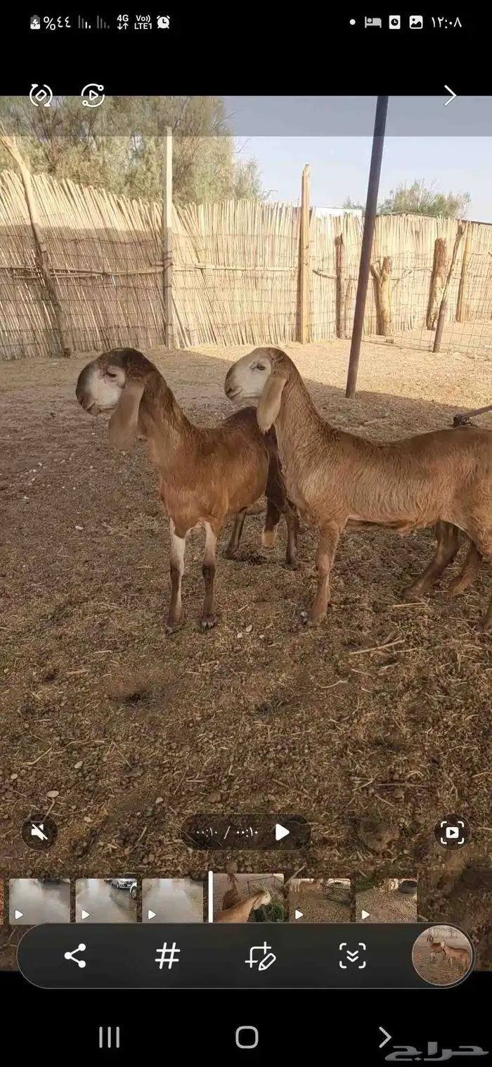 رخال سواكن للبيع 0