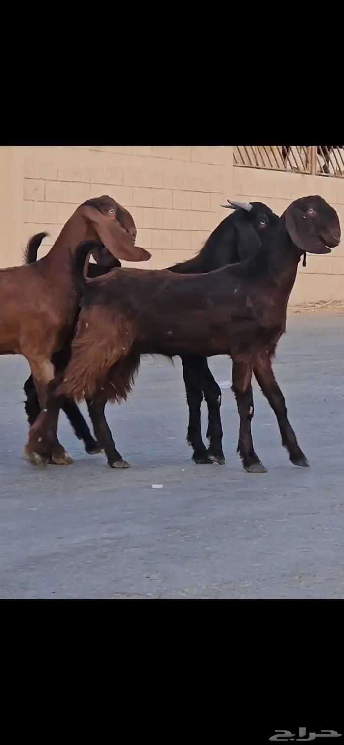 طقم قبرصي جفرتين وتيس جذعات مقاني سلالات فواخر 6