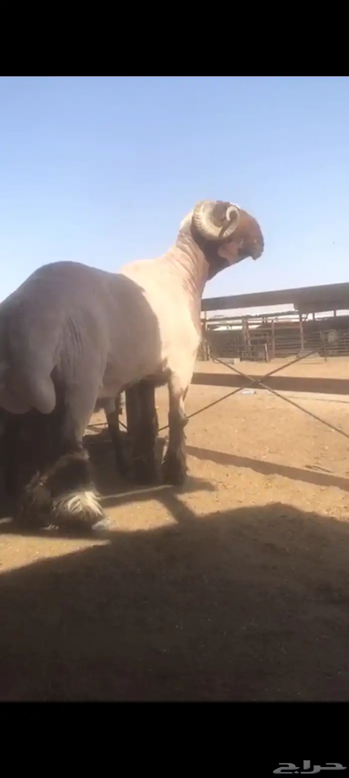 فحل نعيم طيب فاخر للبيع لون جبار كسره راس طيبه 1