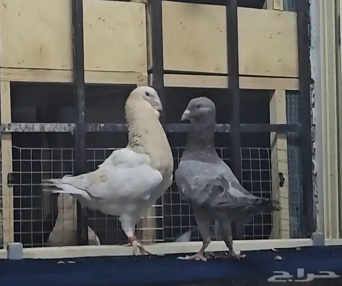 زوج ريحاني خشنات 3