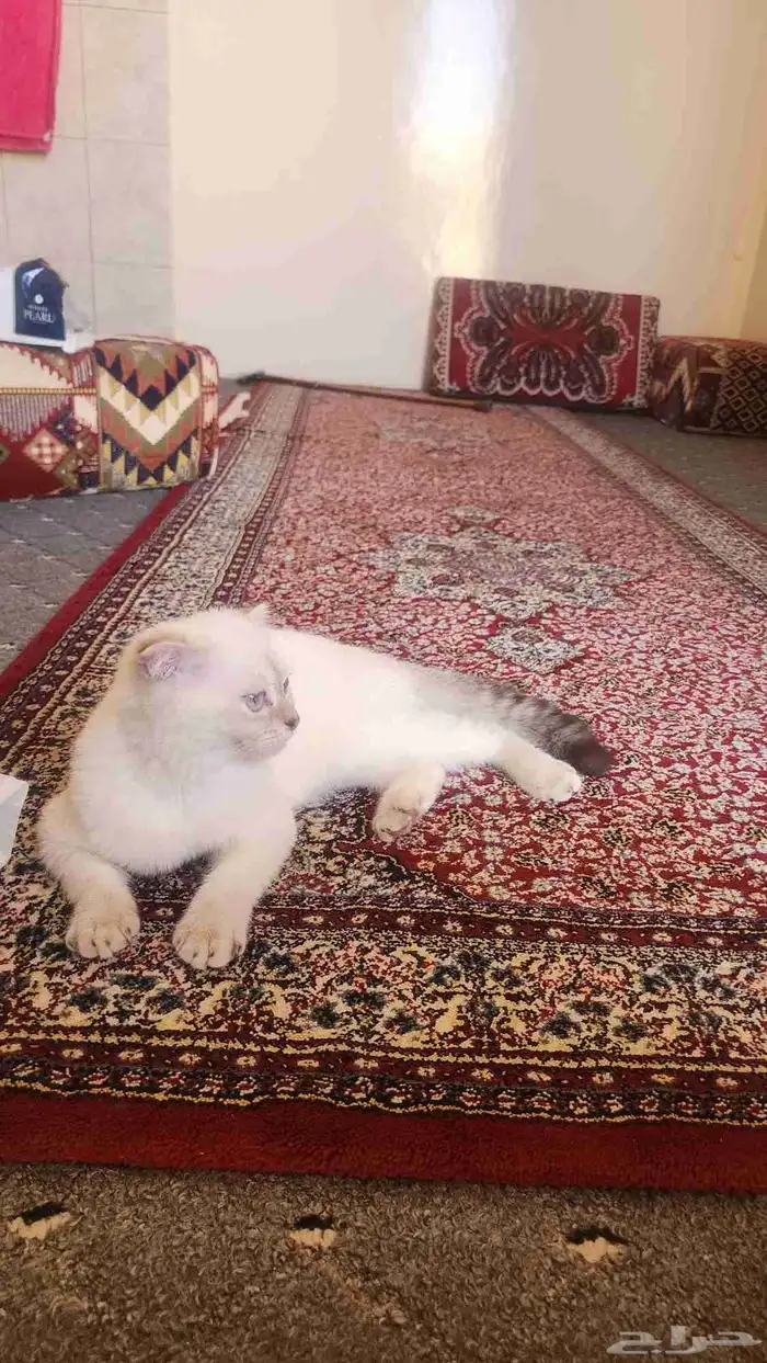 قطة للبيع 0