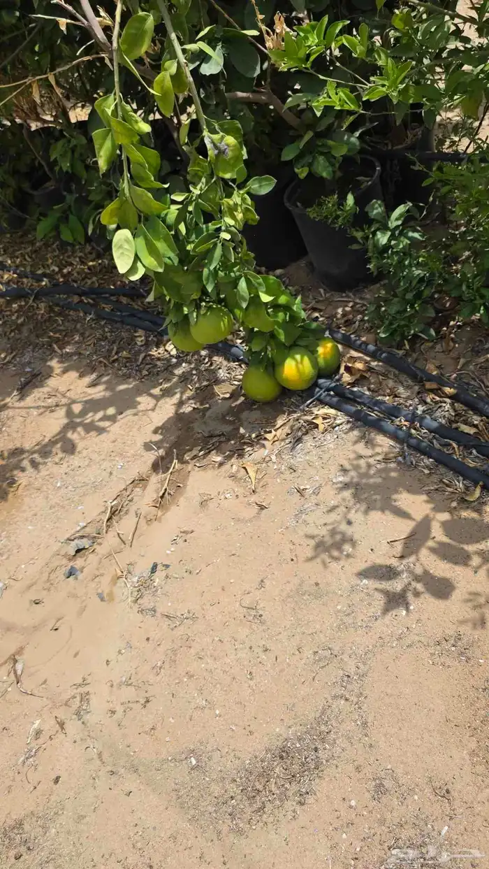 اشجار مثمرة واشجار زينة واشجار ظل   نجران 2