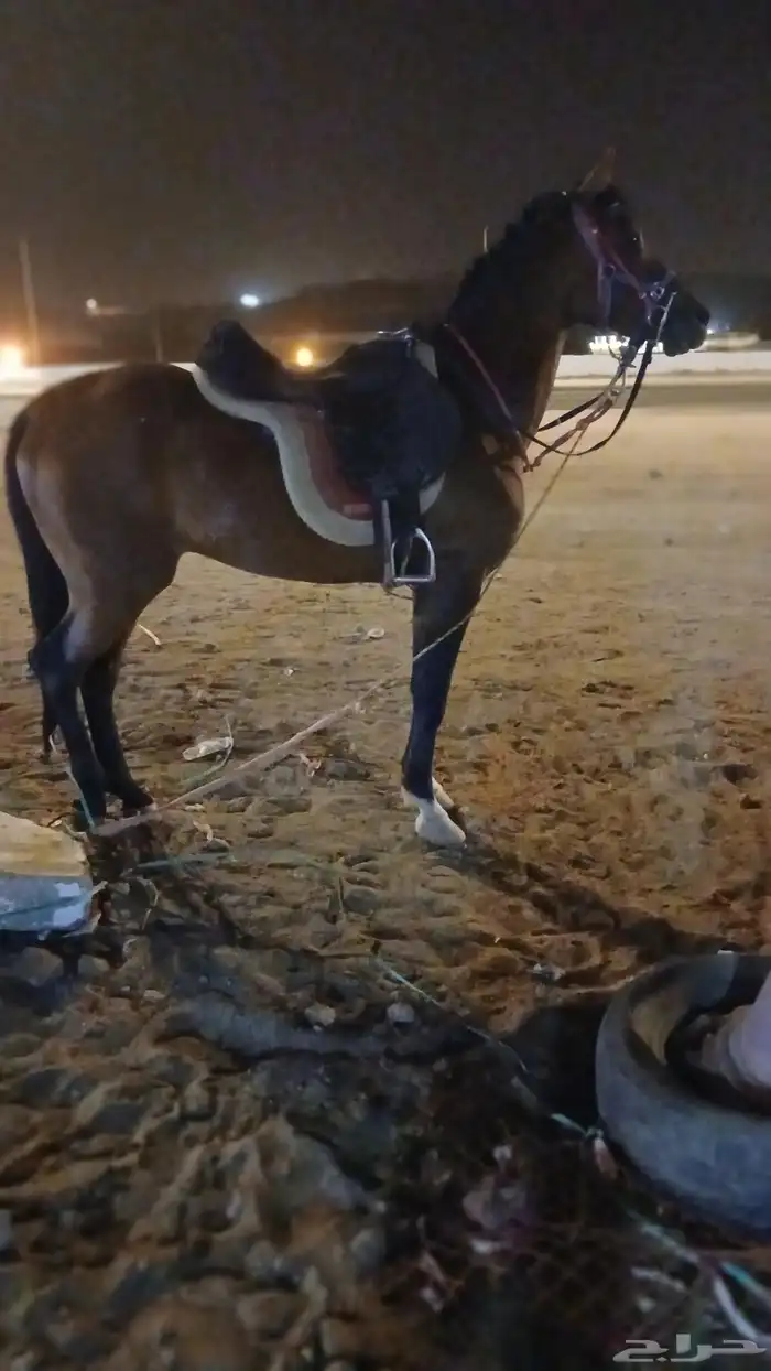 اجار صقور جمال ركبي وا خيول وا دبابات بي اليوم وا الاسبوع 6