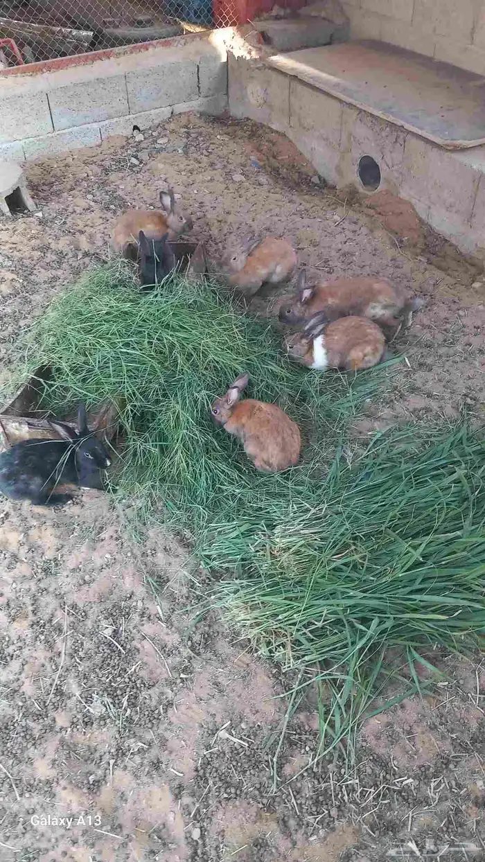 ارنب زكور للبيع 1