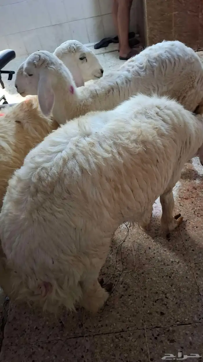 مزرعة ومراح حلال الديرة لبيع الذبائح واللحوم الطازجه 4