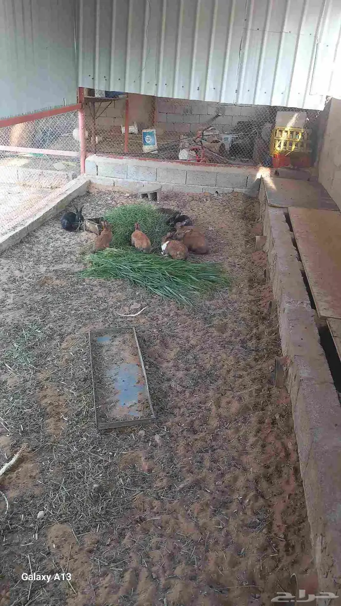 ارنب زكور للبيع 3