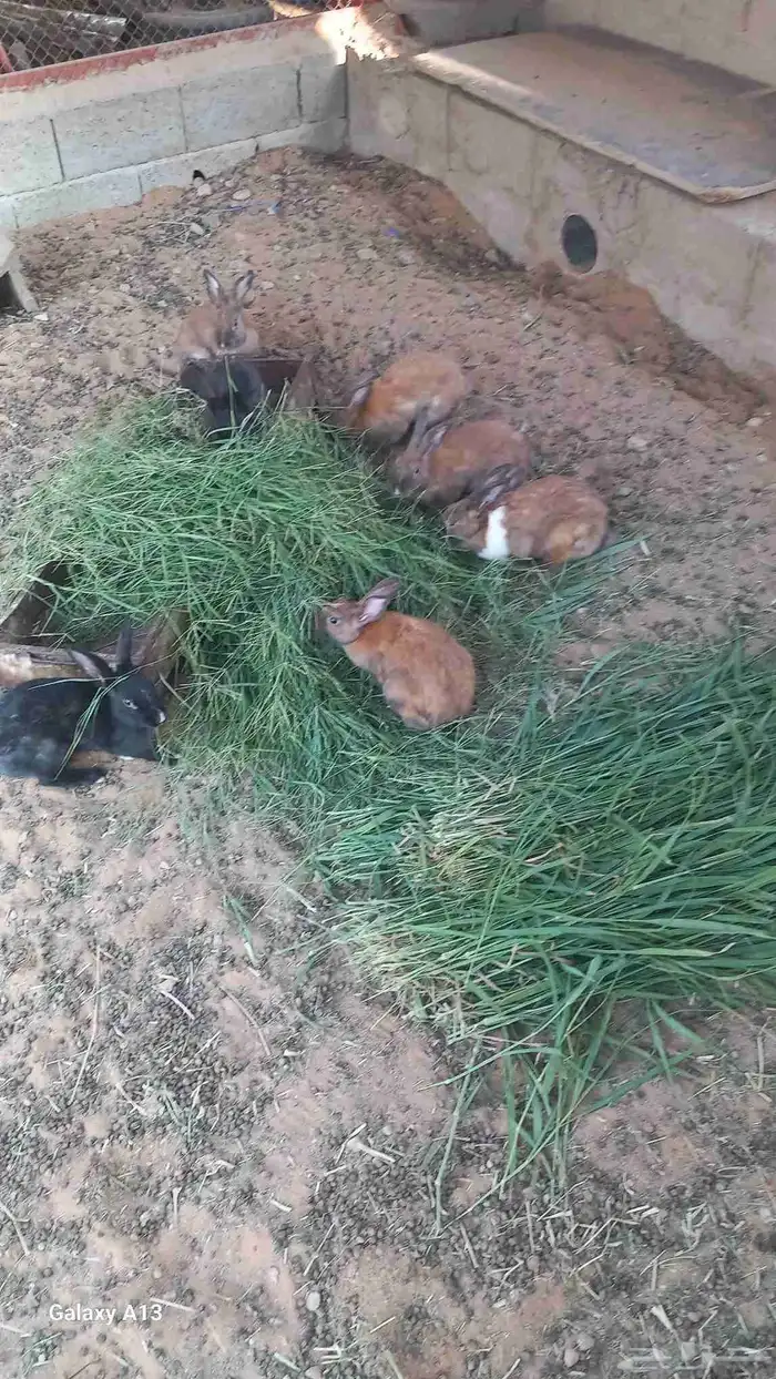 ارنب زكور للبيع 2