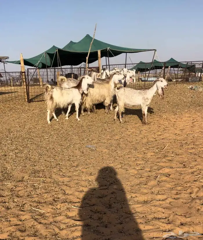 معزا مصريات طيبه((( تم البيع ))) 0