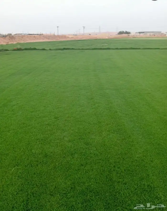 مزرعة ثيل طبيعي نجيله بأسعار الجمله 9