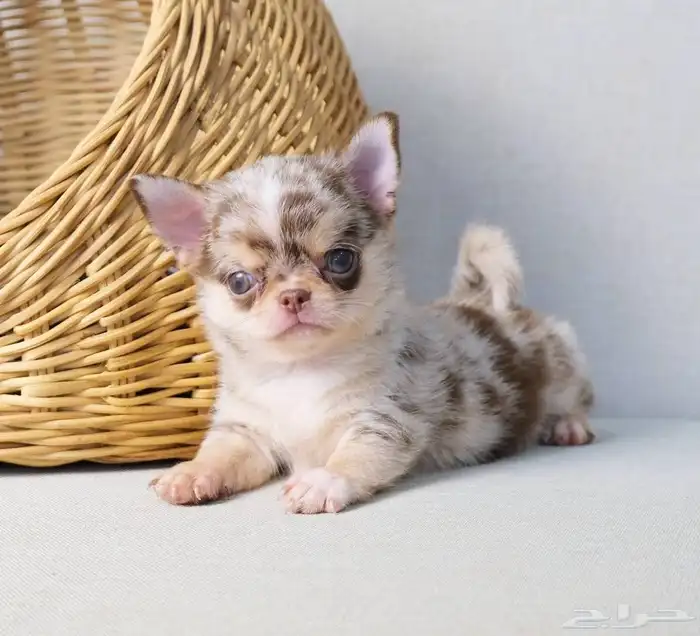 شيواوا ميرل جدا مميز chihuhua puppies 5