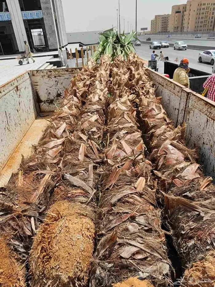 تنسيق حدائق ابو عدي 0