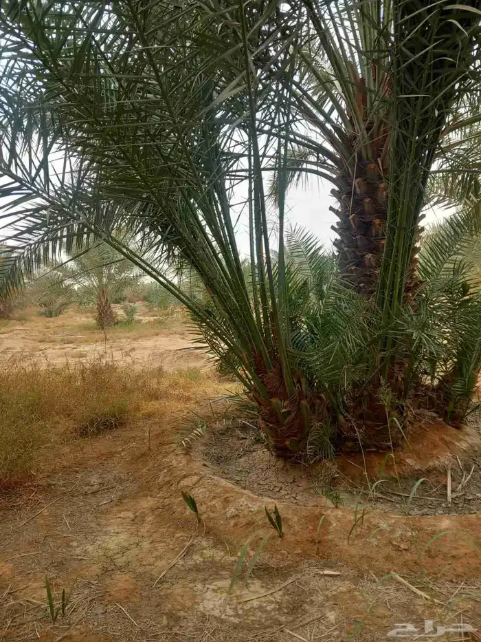 نخل 3