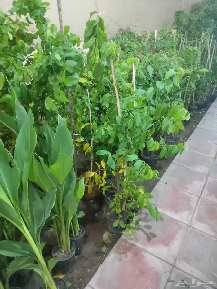 تنسيق حدائق ابو عدي 5