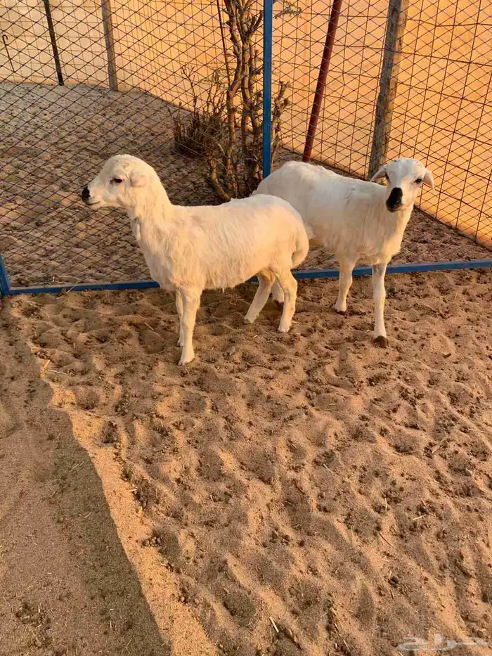 بهم رفيدي مهجن بحري 1