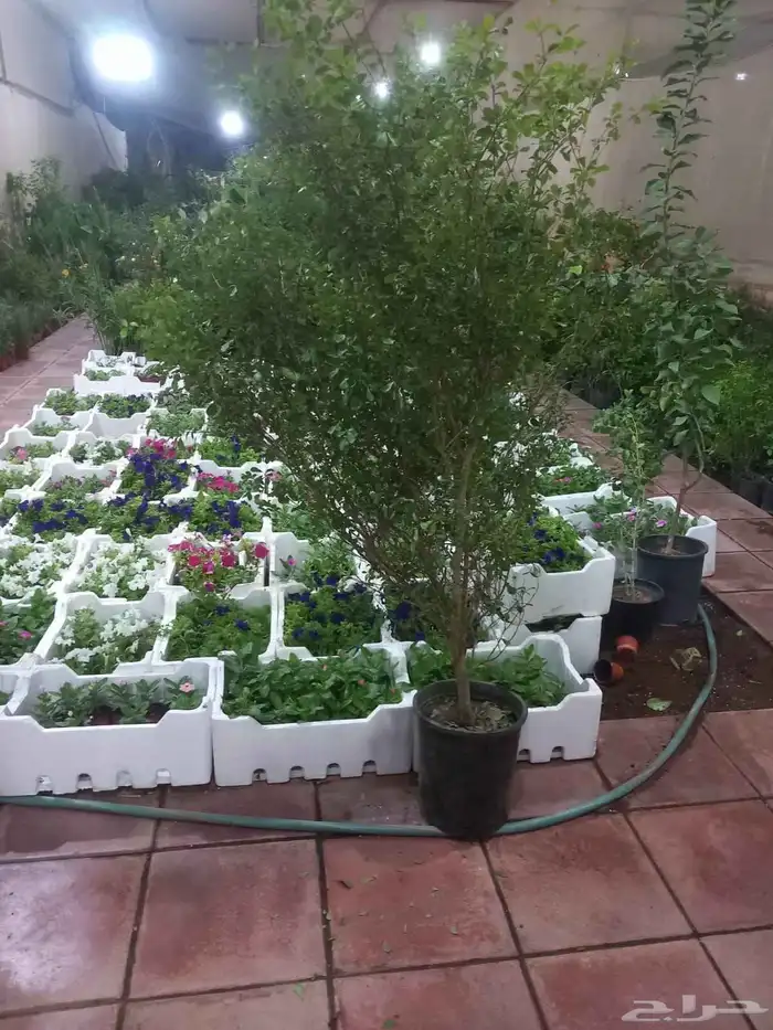 تنسيق حدائق ابو عدي 6