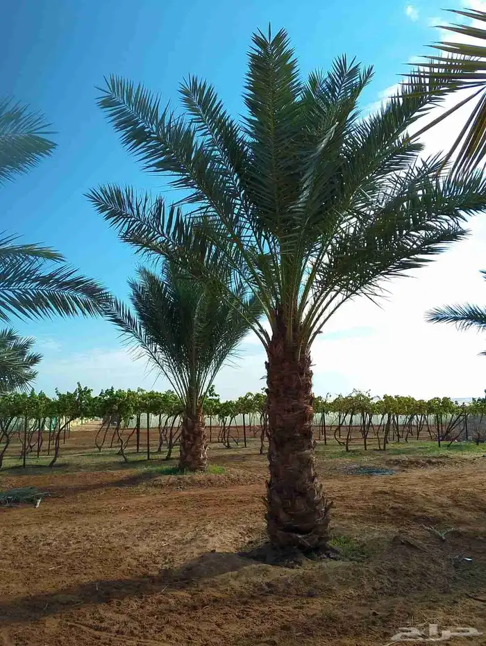 يوجد لدينا نخل عربي مثمره البيع ونخل وشنطني زينه 7
