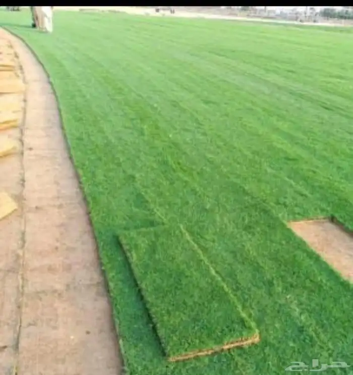 مزرعة ثيل طبيعي نجيله بأسعار الجمله 8