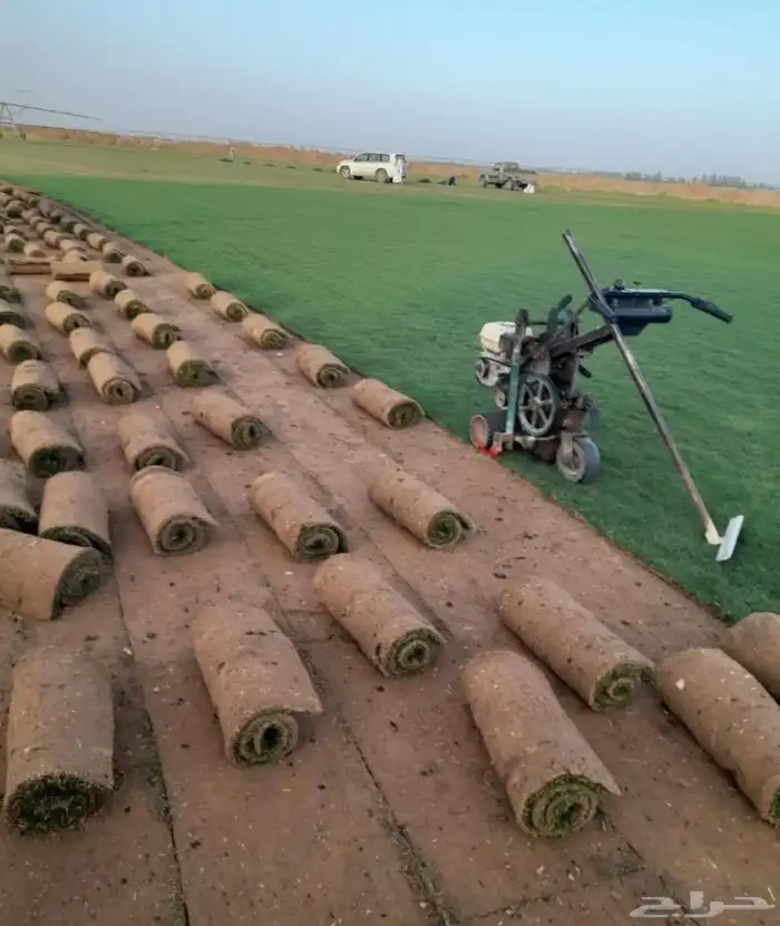 مزرعة ثيل طبيعي نجيله بأسعار الجمله 2