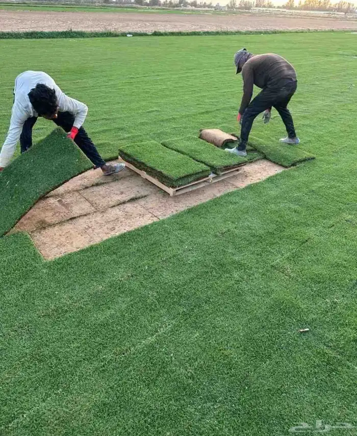 مزرعة ثيل طبيعي نجيله بأسعار الجمله 3