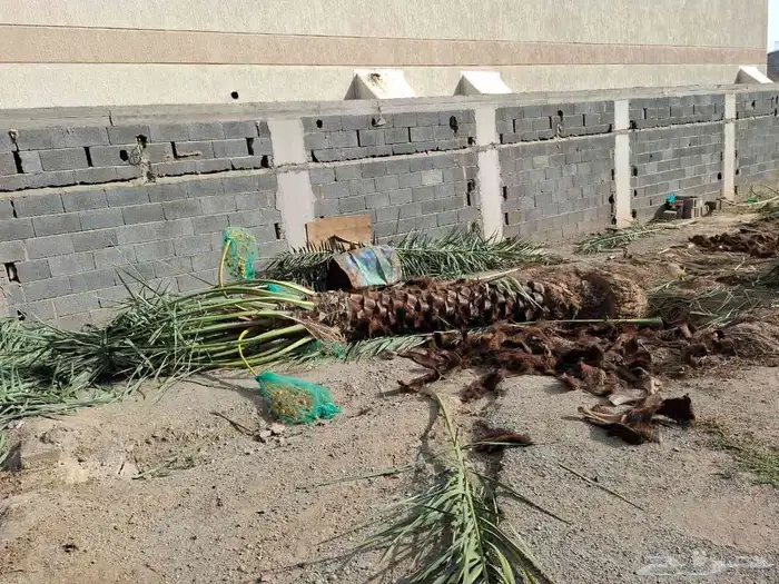 نخيل للبيع من جميع الانواع صقعي مجدور برحي سكري واثان 6