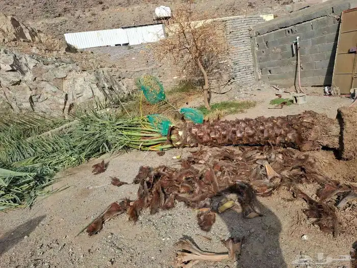 نخيل للبيع من جميع الانواع صقعي مجدور برحي سكري واثان 5