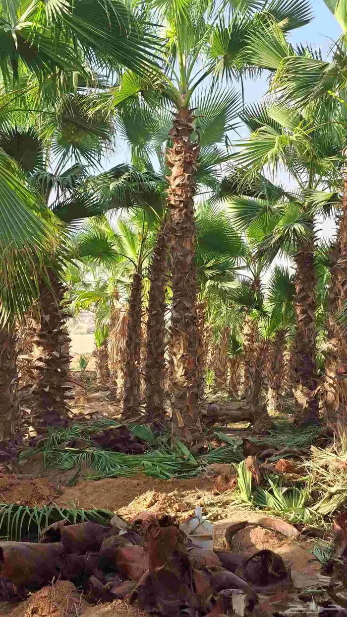 نخل وشنطني زينه 4