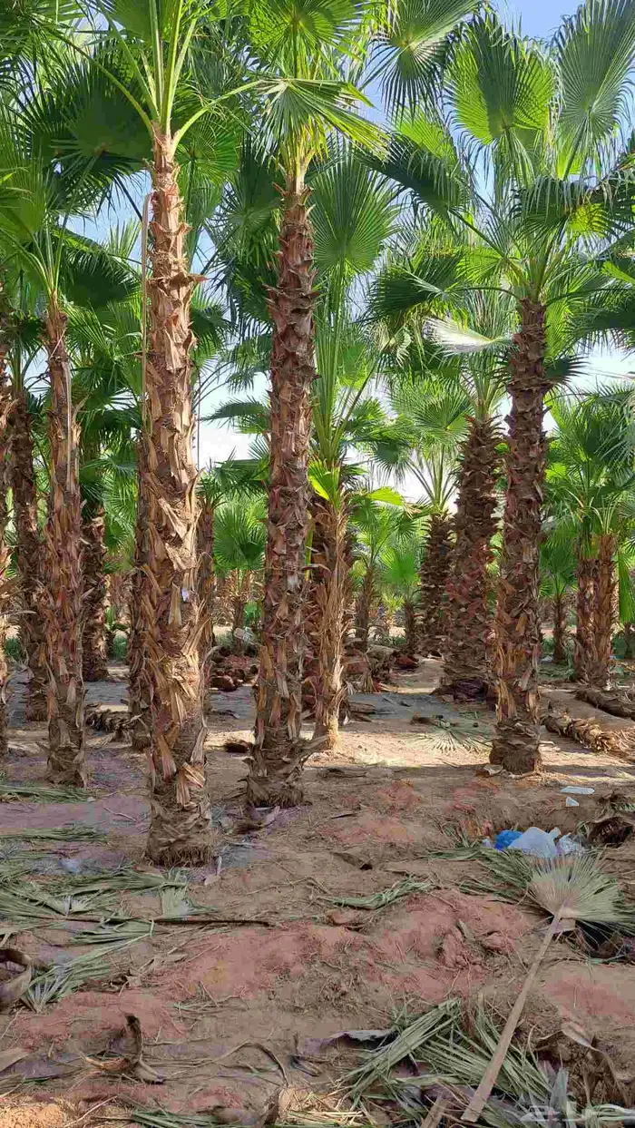 نخل وشنطني زينه 3