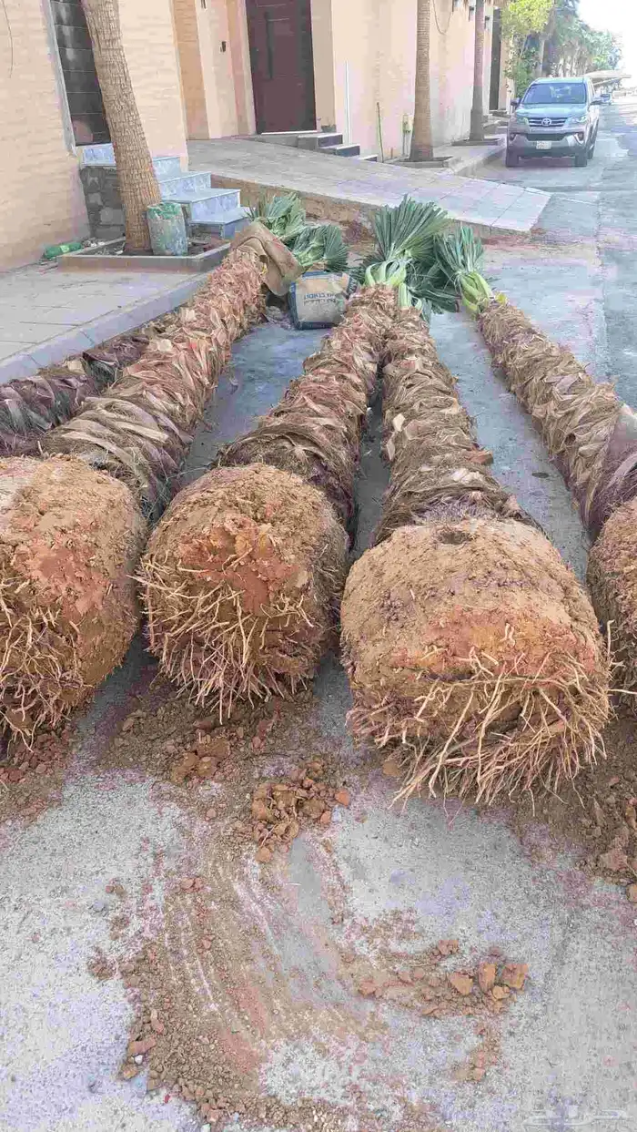 نخل وشنطني زينه 0