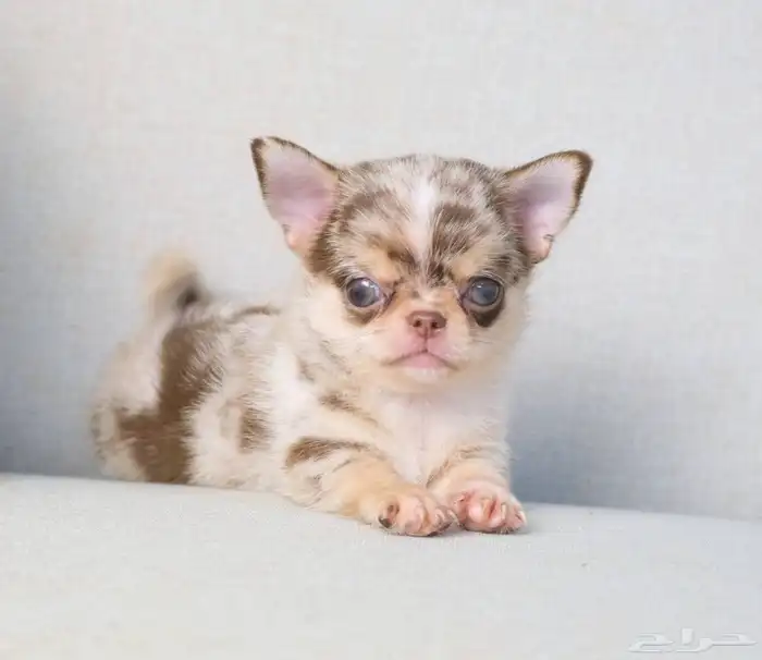شيواوا ميرل جدا مميز chihuhua puppies 1