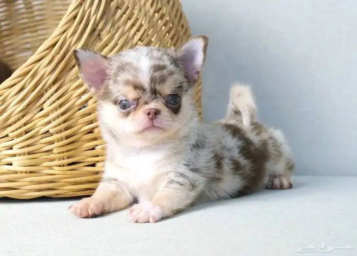 شيواوا ميرل جدا مميز chihuhua puppies 0