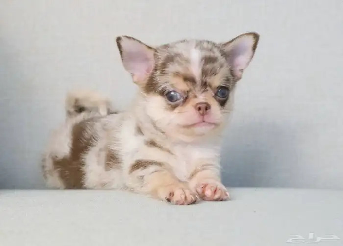 شيواوا ميرل جدا مميز chihuhua puppies 4