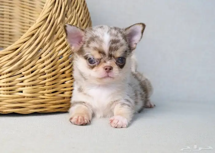 شيواوا ميرل جدا مميز chihuhua puppies 3