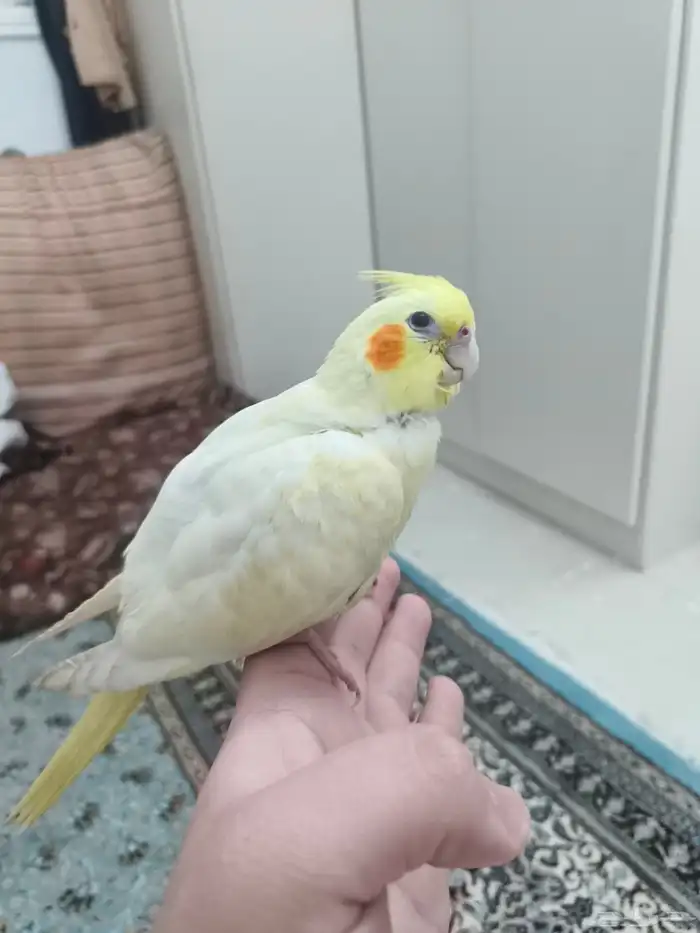 طير كروان العمر 3 شهور نهاية غرر بدا ياكل الحب اليف جدا هدد 1
