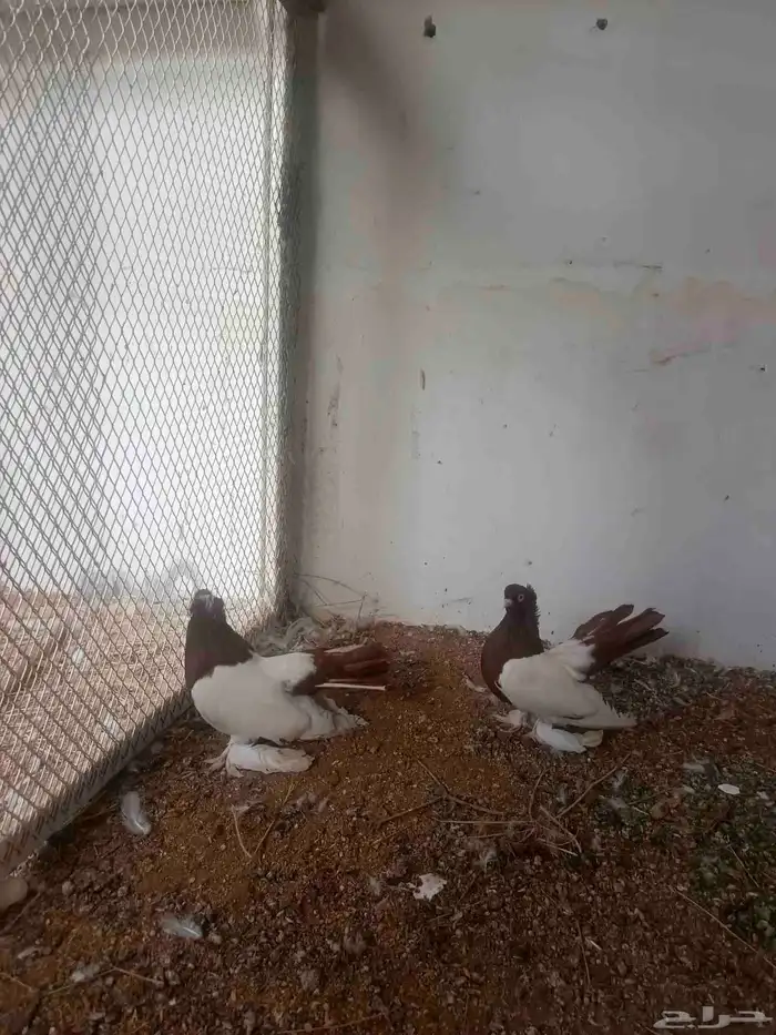 زوجين حمام فاخره 2