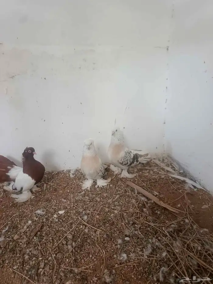 زوجين حمام فاخره 4