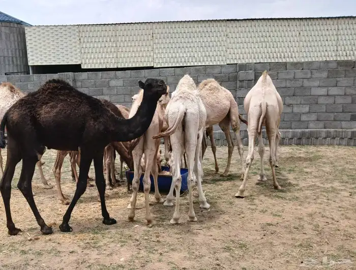 حشوان نظاف سمان فيها الكبير والوسط واللي يجي ما نقصر معه 0