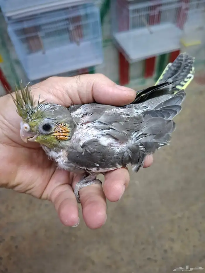 فرخ كروان ( تم البيع ) 0