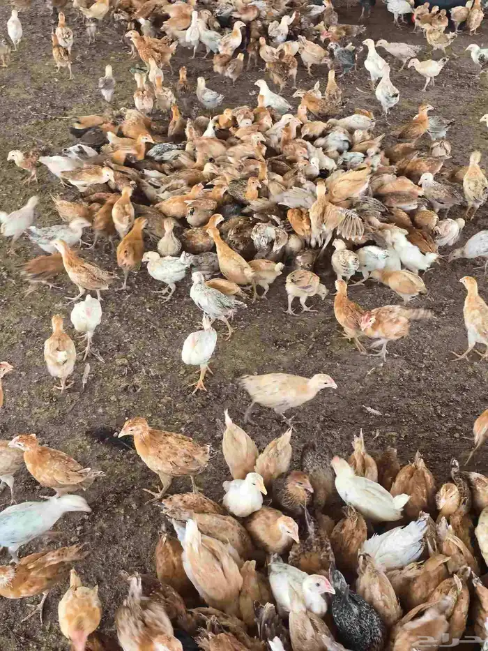 صوص بلدي فواتح شهر ونص 3